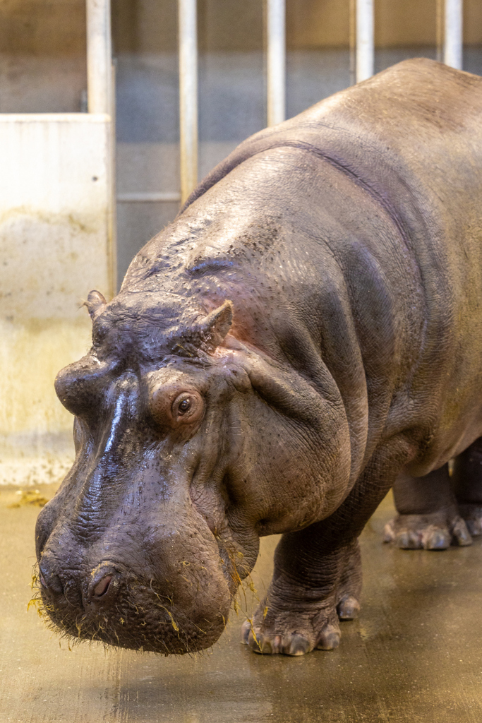 王子動物園　カバ