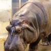 王子動物園　カバ