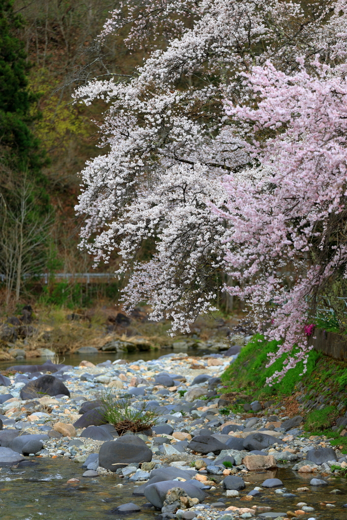 渓流と桜