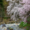 渓流と桜