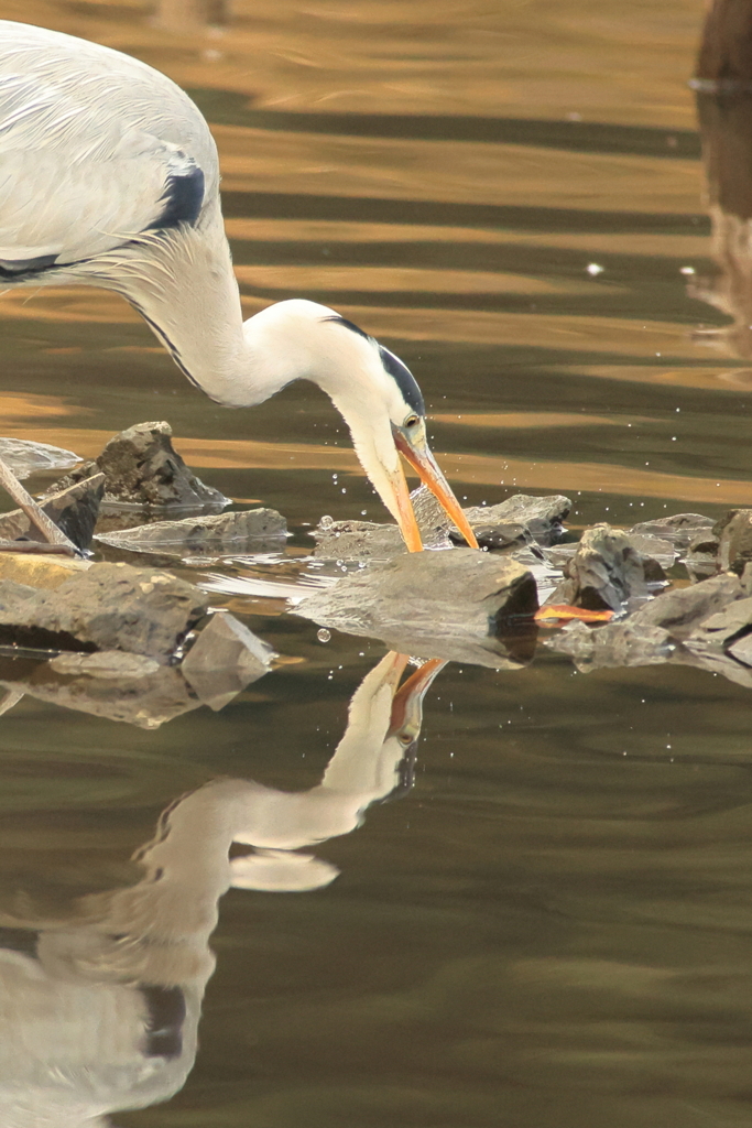 サギ　エサ発見