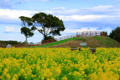 伊良湖菜の花ガーデン
