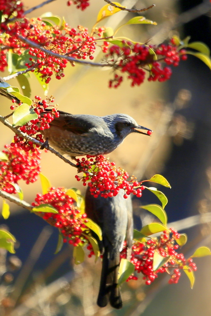 ヒヨドリとクロガネモチ