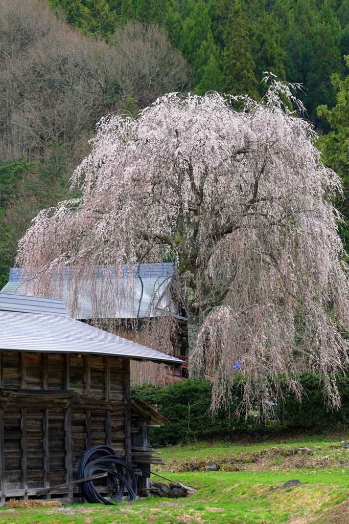 民家の桜