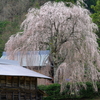 民家の桜