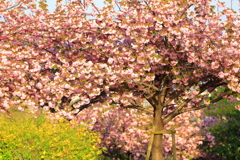 ボタン桜