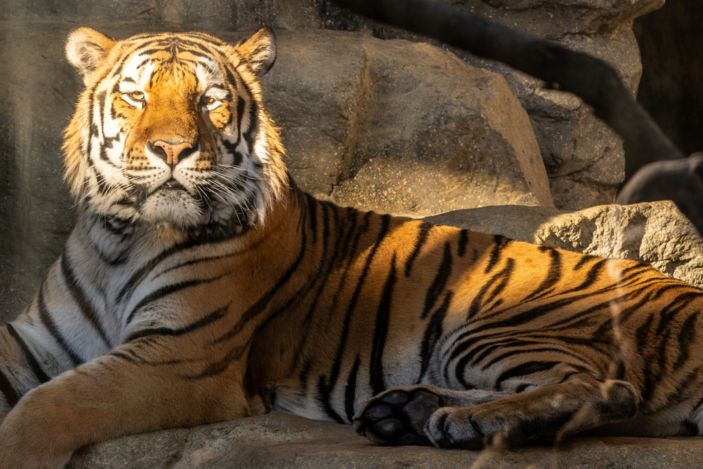王子動物園　トラ