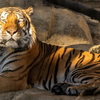 王子動物園　トラ