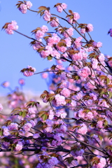 ボタン桜