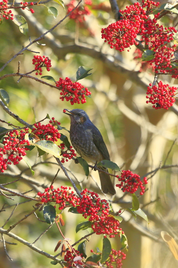 ヒヨドリとクロガネモチ