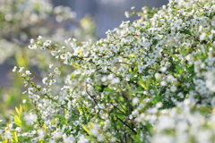 ユキヤナギ！？