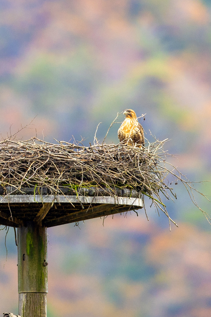 コウノトリの巣に来客