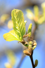 モクレンの新芽　おいしそう