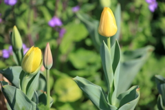 チューリップ