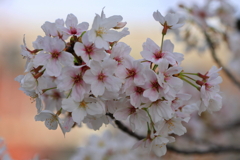 ほんのりサクラ色