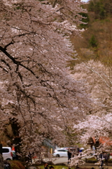 荘川桜