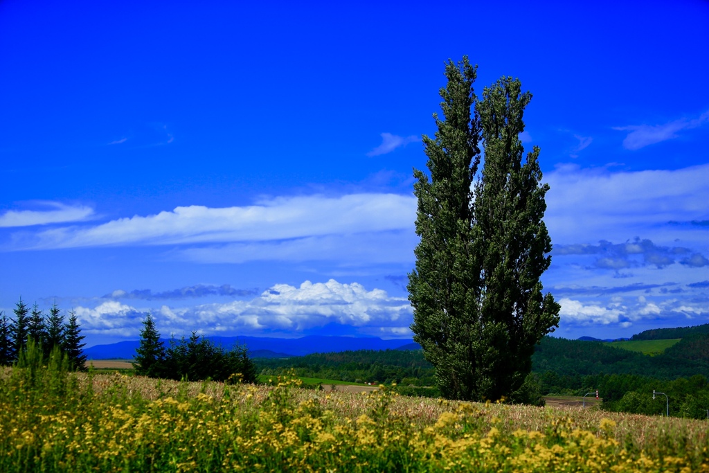 ケンとメリーの木