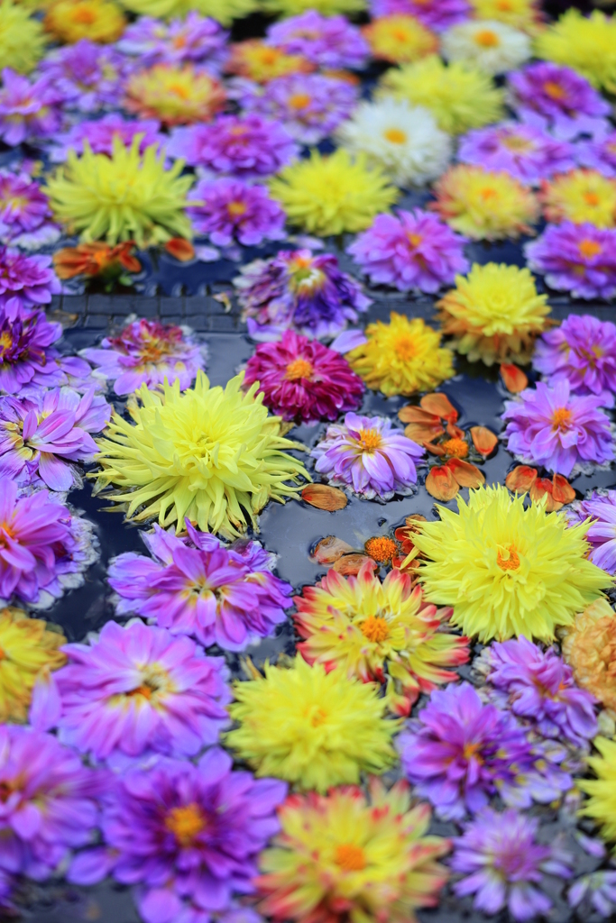 由志園のボタン