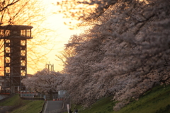 さくら出会い館