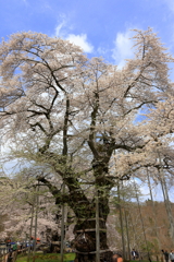 荘川桜