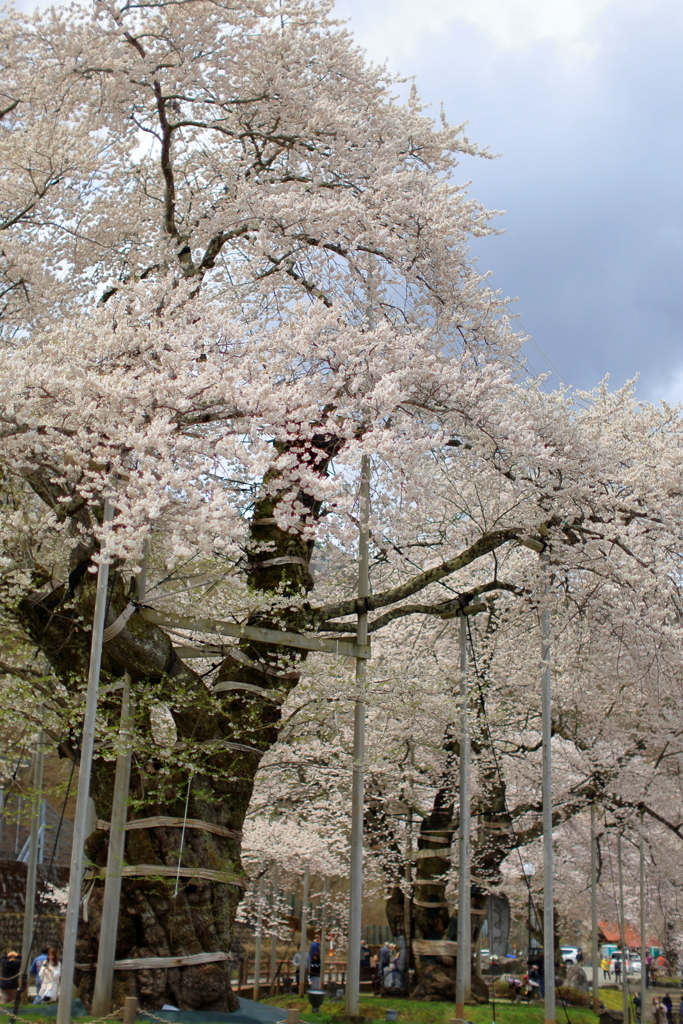 荘川桜