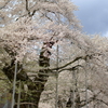 荘川桜