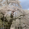 荘川桜