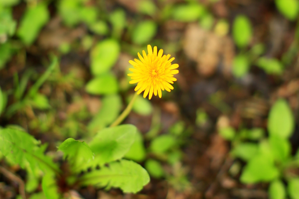 一輪のたんぽぽ