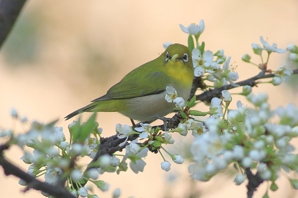 メジロ　もぐもぐ