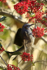 ヒヨドリとクロガネモチ