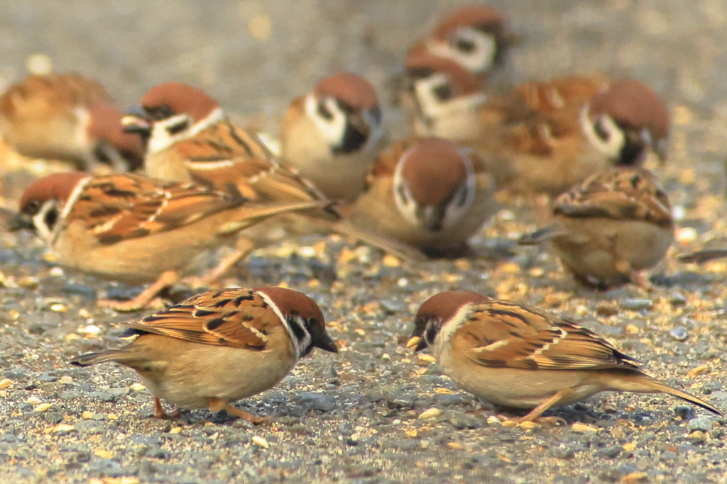 スズメ達