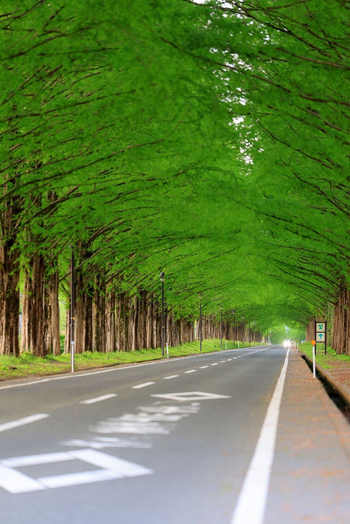 メタセコイヤ並木