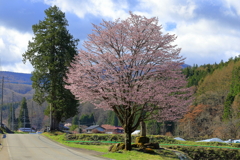 長閑な田舎道