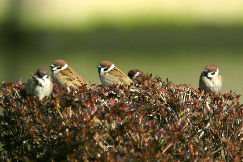 スズメ達