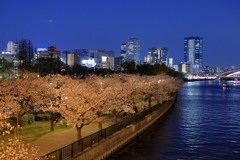 夜桜　桜ノ宮から天満橋方面