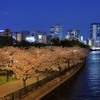 夜桜　桜ノ宮から天満橋方面