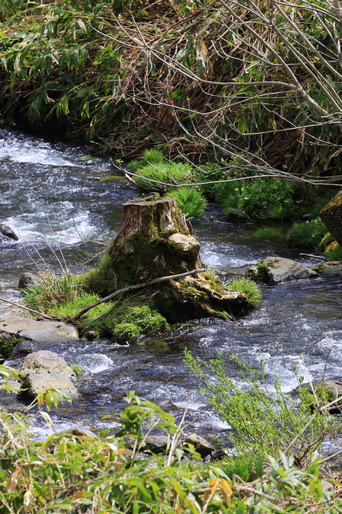 春の渓流