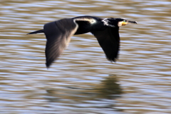 カワウ　流し撮り