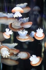 鶴岡市立加茂水族館　クラゲ