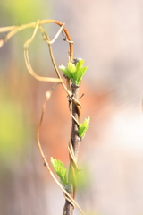 あじさいの新芽