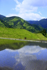 田んぼの水