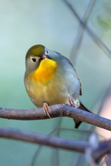 ソウシチョウ　かわいく撮れました