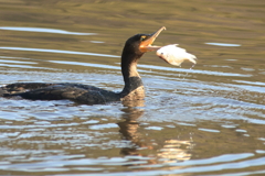 カワウ魚を落とす