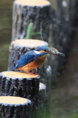 カワセミ