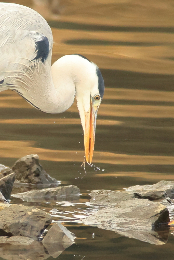 サギ　エサをごくり