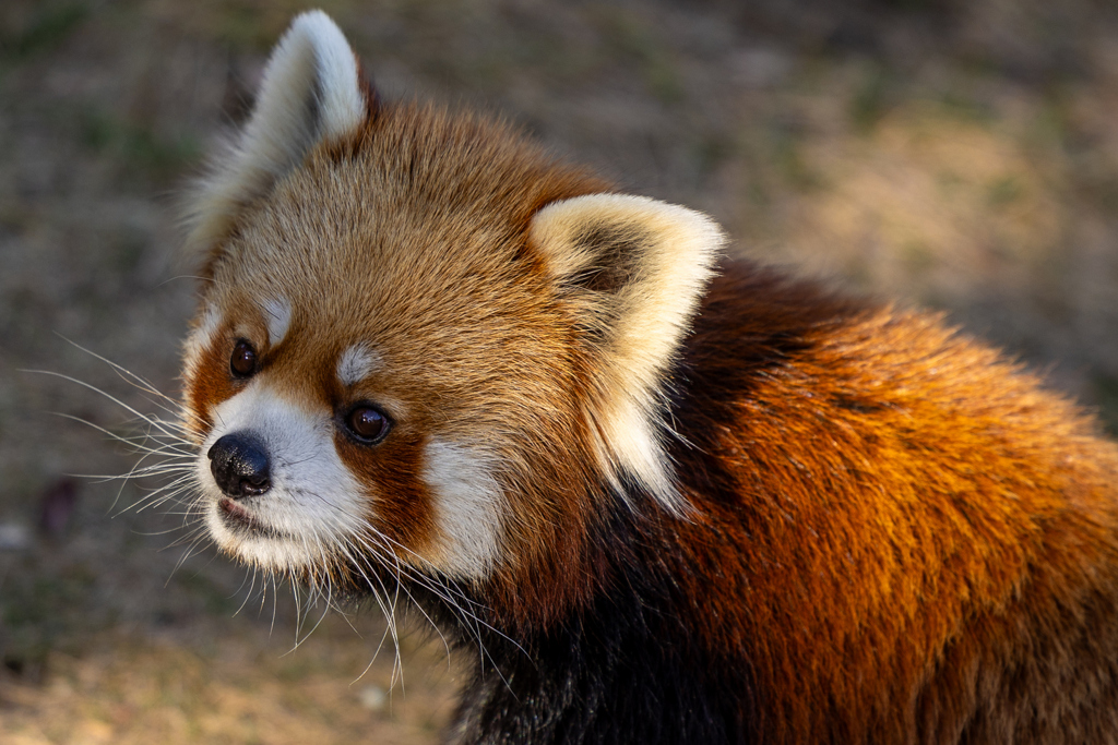 王子動物園　レッサーパンダ