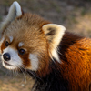 王子動物園　レッサーパンダ