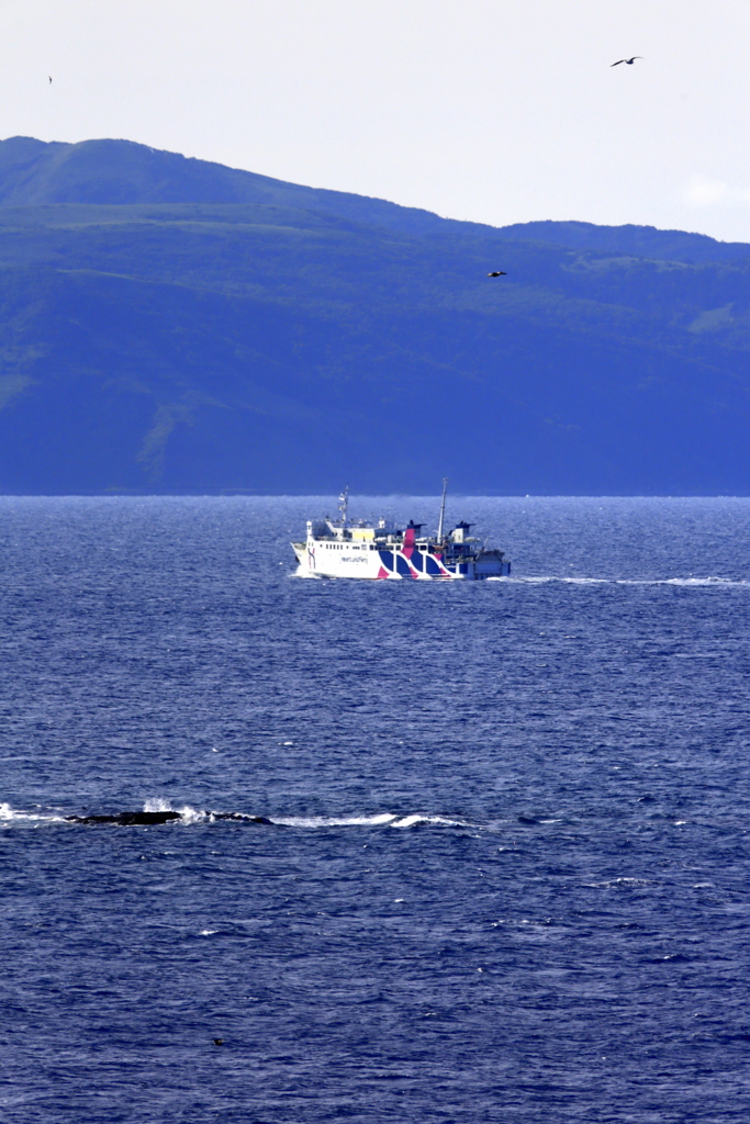 ハートランドフェリー