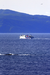 ハートランドフェリー