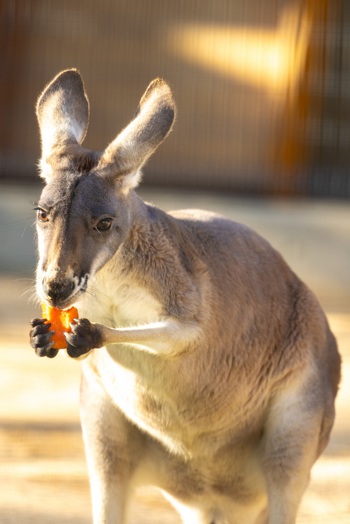 王子動物園　カンガルー
